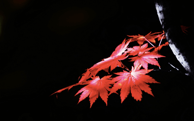 header img