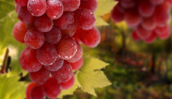 header img